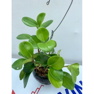 Cây Trường Sinh - Cây phong thuỷ.