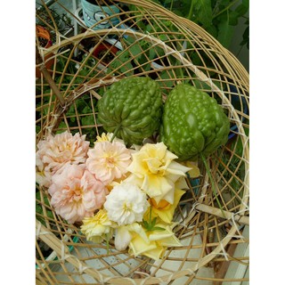 Hạt giống khổ qua trái tim - 3 hạt