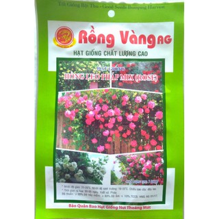 Hạt giống hoa hồng leo Pháp nhiều màu
