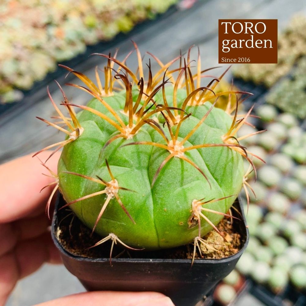 Xương rồng tân thiên địa Đà Lạt size bé cây cảnh trang trí nhà cửa Toro garden