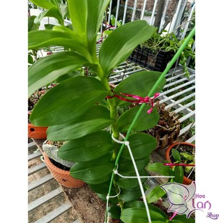phi điệp lá mít văn sơn kie năm 2