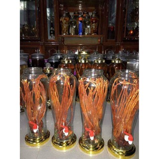 Nấm linh chi sừng hươu
