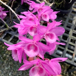 Hoa lan giả hạc, phi điệp hoa hồng đỏ DL174