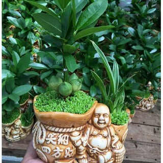 Hạt giống cây may mắn tài lộc