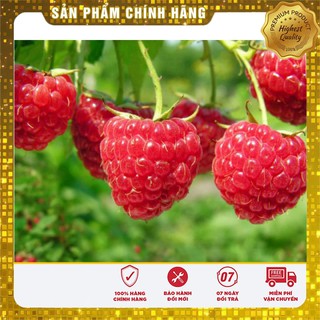 Hạt Giống Mâm Xôi Đỏ(10 hạt)