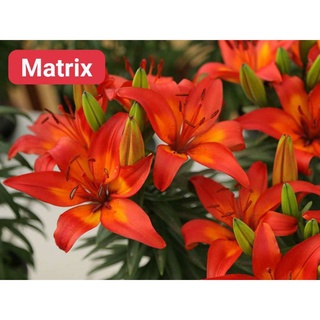 củ hoa ly lùn (10 củ)(tặng kèm phân bón )