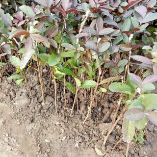 Cây ổi tím malai