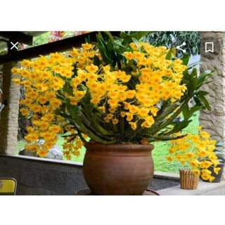 hoàng lạp rừng hoa vàng