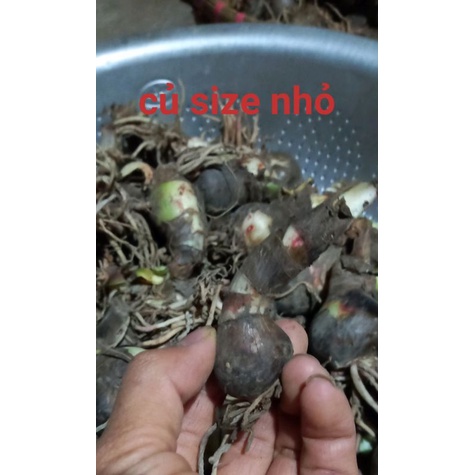 Củ hoa huệ tây gửi củ như hình 3