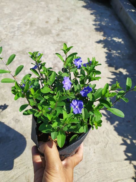 Hoa Thanh Tú