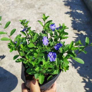 Hoa Thanh Tú (cây bán ảnh cuối)