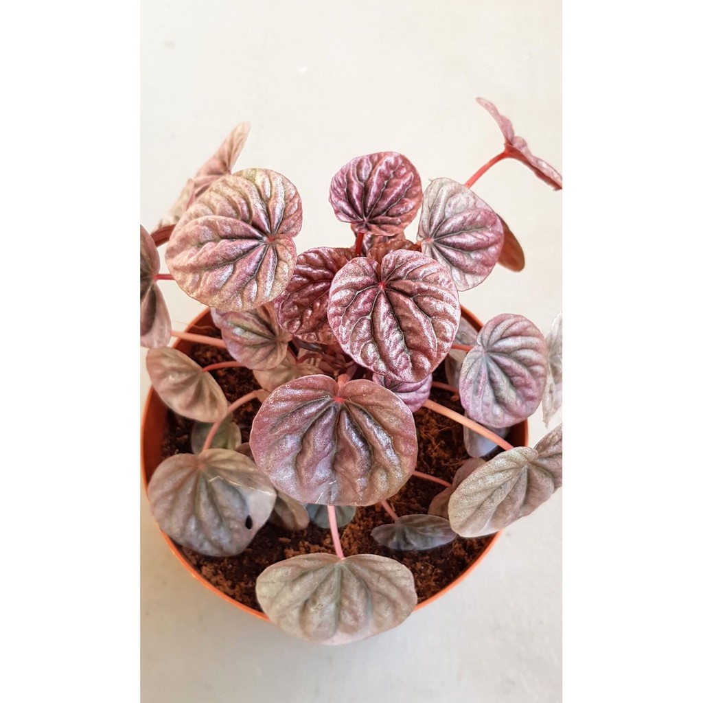 Chậu cây Peperomia caperata Red Luna (Kim Chi Ngọc Diệp Red Luna) chậu nhựa