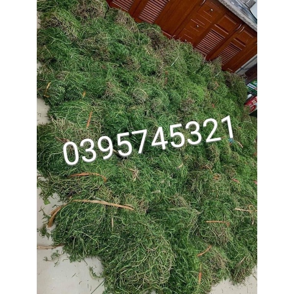 2 kg cành hoa 10 giờ hoa mười giờ Thái kép mix màu Ngagarden