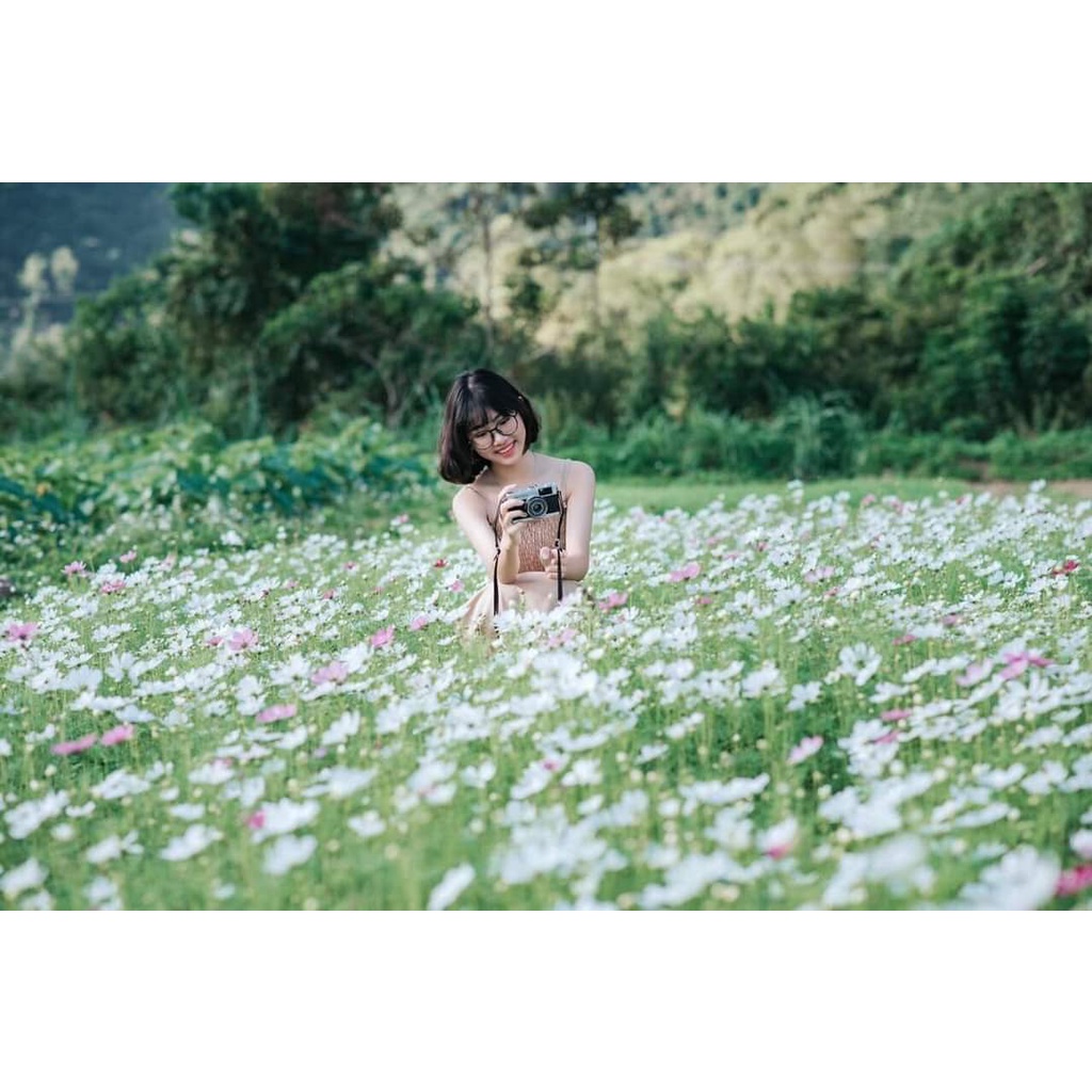 Hạt giống hoa sao nhái màu trắng đẹp  chịu nhiệt 4 mùa GÓI TÚI ZIP 100 HẠT tỷ lệ nảy mầm cao dễ trồng