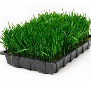 [1kg]Hạt giống mầm lúa mạch Phú Nông