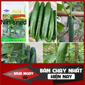 Dưa chuột nhật hạt lép f1