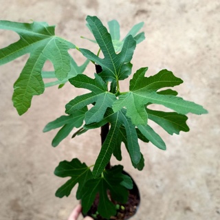 Cây sung mỹ bầu rễ ổn định - Summer Garden