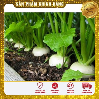 Hạt Giống Củ Cải Trắng(20gr)
