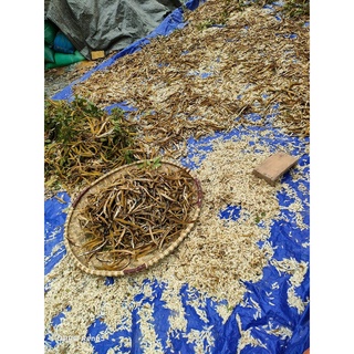 Hạt giống phong linh vàng