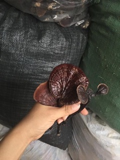 nấm lim xanh rừng