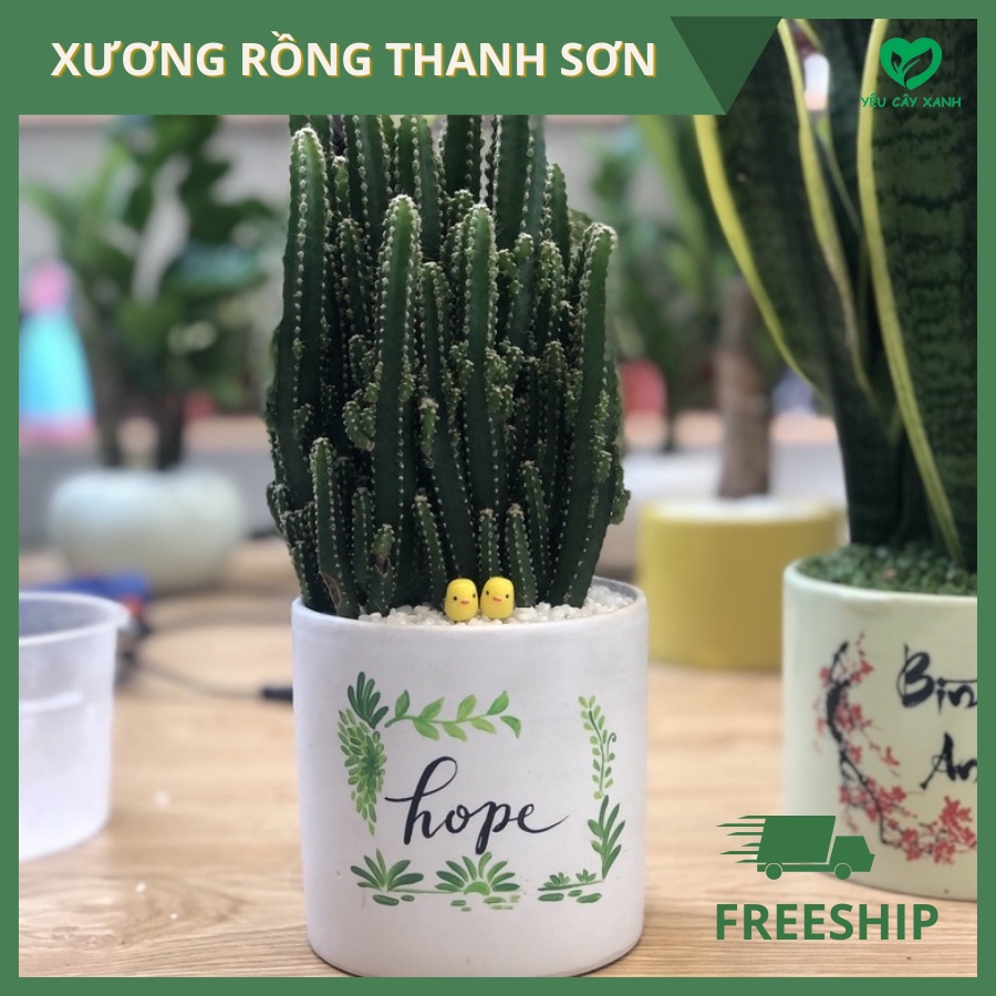 Xương Rồng Thanh Sơn - Xương Rồng Ngọn Núi 3 size