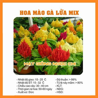 Hạt Giống Hoa Mào Gà Lửa Mix - 100 Hạt