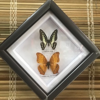 Tranh tiêu bản 2 con bướm