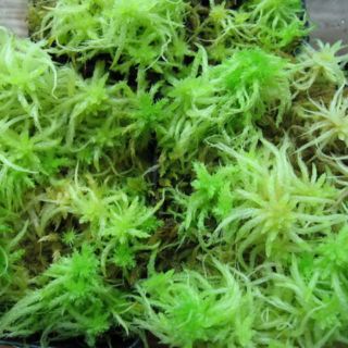Chất trồng cây bắt mồi(dớn)