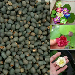 10 HẠT GIỐNG SEN NHẬT MINI