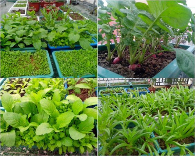 Đất Sạch Trồng Cây Rau Hoa Quả 1kg