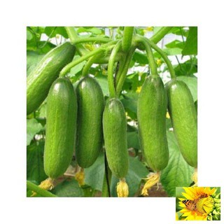 Hạt giống Dưa Bao Tử 10 Hạt