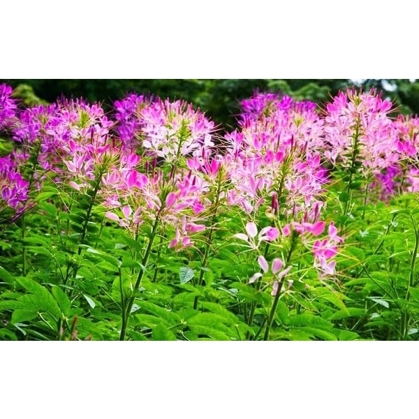 Hạt giống hoa Túy Điệp loại F1 dễ trồng tỉ lệ nảy mầm cao hoa mix màu