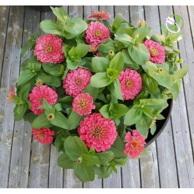 Hạt Giống Hoa Cúc Lá Nhám MIX PN-12 Phú Nông - Gói 0.2g - Zinnia Elegans Mix