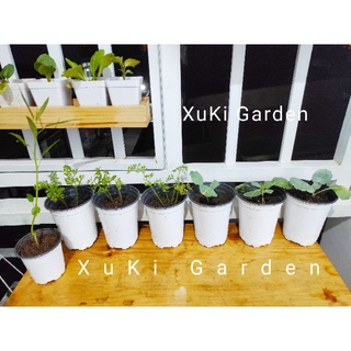 Cây Giống Bắp Cải Xanh