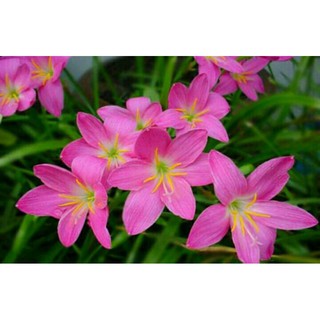 100/50 củ Huệ Mưa mix màu