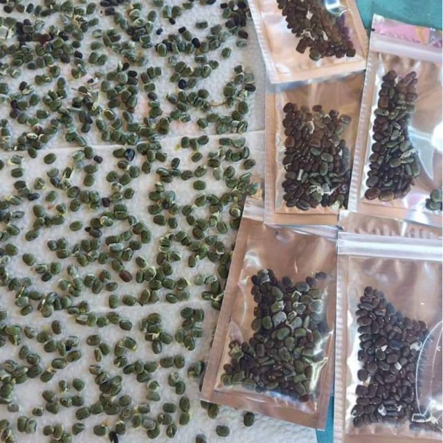30 hạt giống hoa đậu biếc cánh kép Thái Lan
