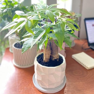 Chậu cây Kim ngân 3 thân để bàn - Chậu xi măng kèm đĩa lót