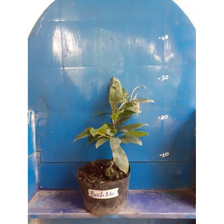 [FREESHIP - Xả Khô Máu] 2 Cây Bạch Mai 8-12 Cánh