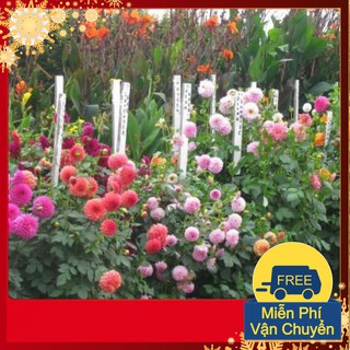 Hạt Giống Hoa Thược Dược Tổ Ong