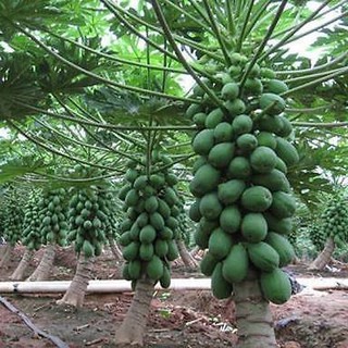 HẠT GIỐNG ĐU ĐỦ LÙN