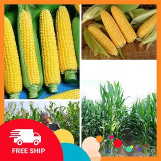 10g Hạt giống Ngô ngọt (Bắp Mỹ) (tặng gói Kích nẩy mầm và Hướng dẫn) KHUYẾN MẠI TRONG NGAY