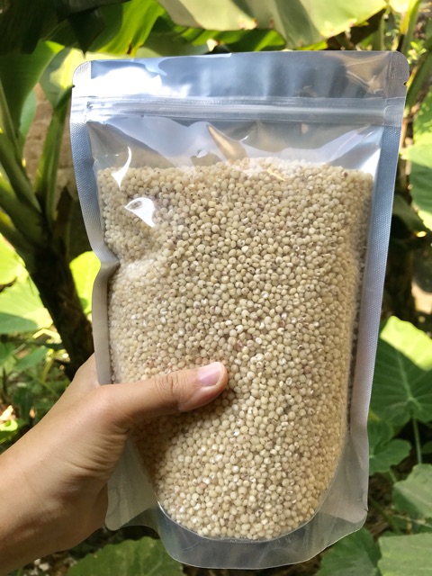 Hạt Ý dĩ (bo bo)