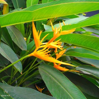 Cây mỏ két (chuối cảnh)