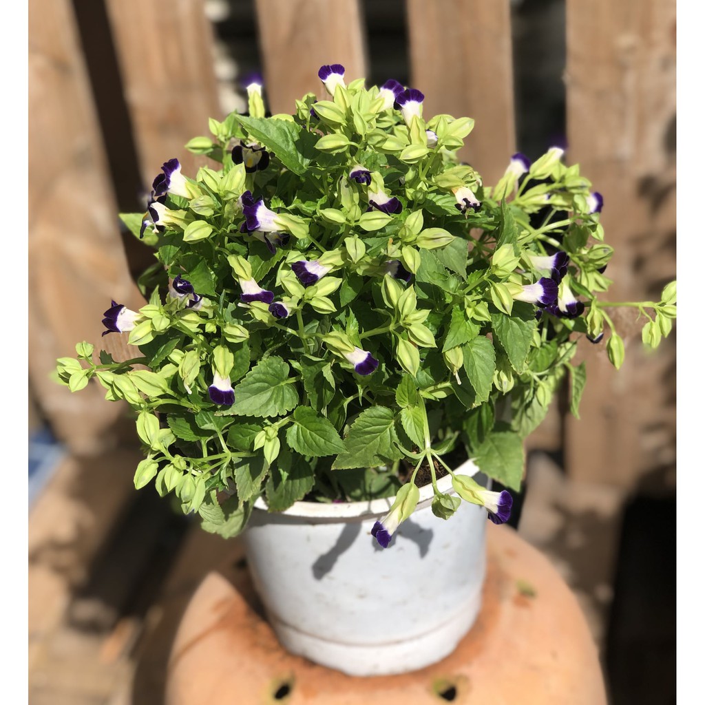 Chậu hoa Panxê chỉ giao tại TP.HCM