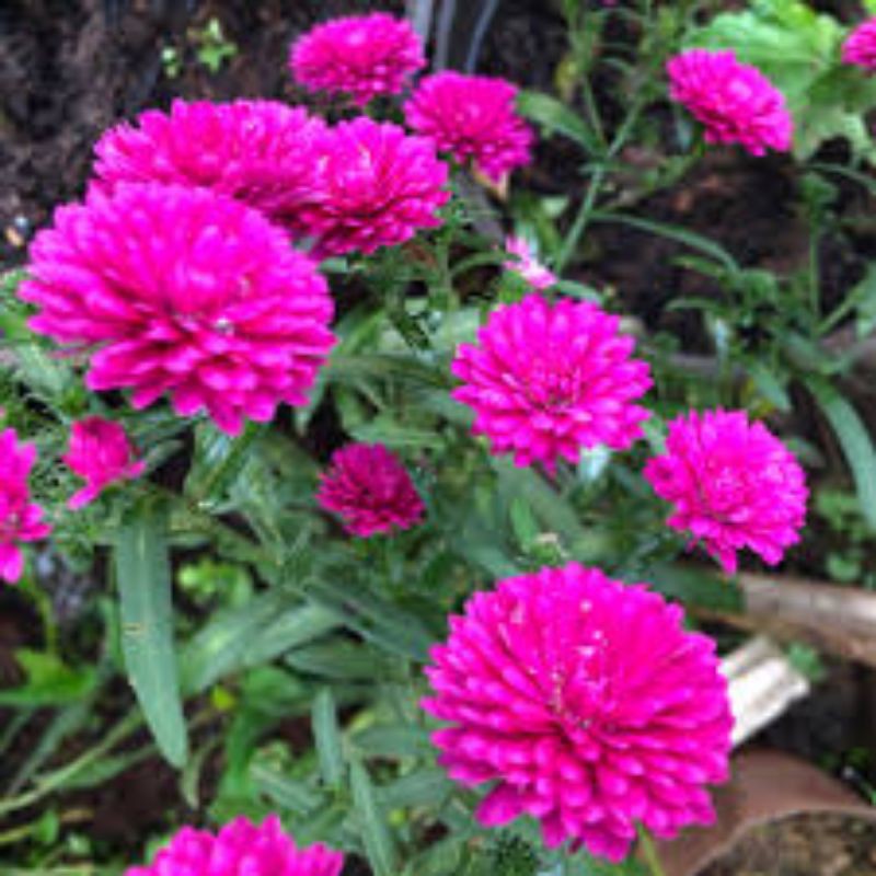 Combo 9 màu hoa thạch thảo