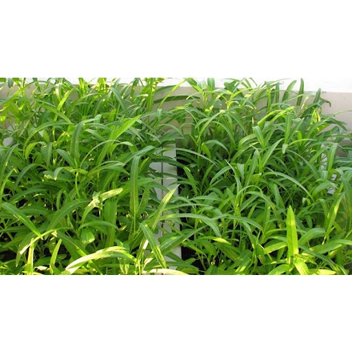 20 Gram Hạt Giống Rau Muống Lá Liễu Xanh Non Dễ Trồng Bốn Mua Thu Hoạch Nhiều Lần