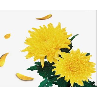 Hạt giống Hoa Cúc Vàng Đại Đóa