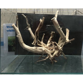 Lũa ghép bể cá 40cm
