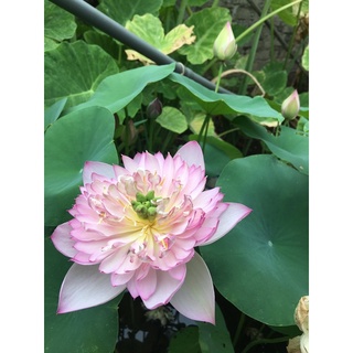 ngó/củ sen cung đình trắng viền hồng