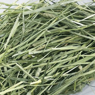 [𝗟𝗮̃𝗶𝗚𝗶̀𝗧𝗮̂̀𝗺𝗡𝗮̀𝘆] Cỏ TimoThy Khô Cho Thỏ . Cỏ Timothy Hà Lan Thức Ăn Cho Cho Thỏ - Đồ Ăn Cho bọ ú , Rùa , Gặm Nhấm